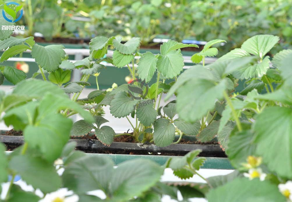 草莓大棚按一套水肥一体化需要多少钱-山东百时合农业科技有限公司.jpg
