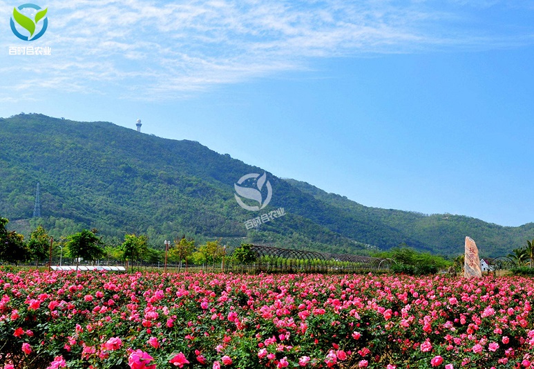  江苏玫瑰种植基地滴灌水肥一体化方案设计.jpg