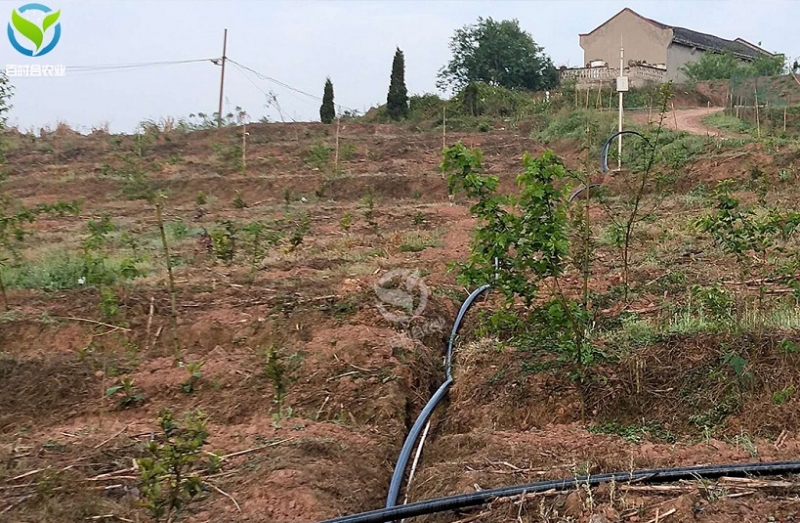 海北重庆柑橘滴灌水肥一体化方案设计